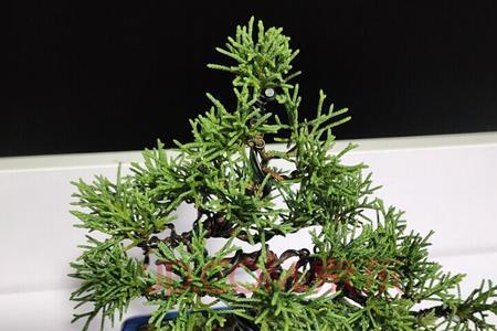 济州真柏广东可以种吗
