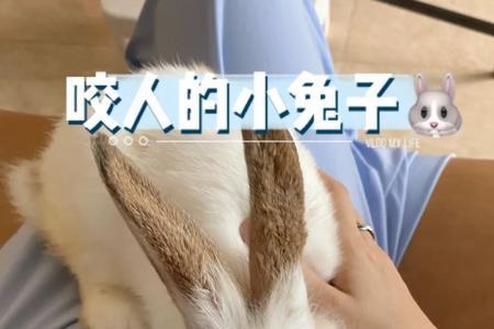 兔子抱起来会咬人吗