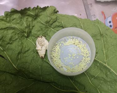 蚕蛾产的卵能当月孵化吗