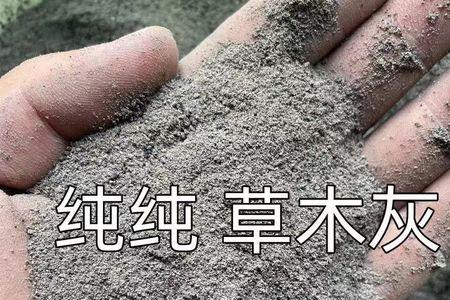 木炭灰泡水可以杀虫吗