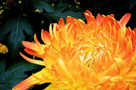 菊花能保存几年
