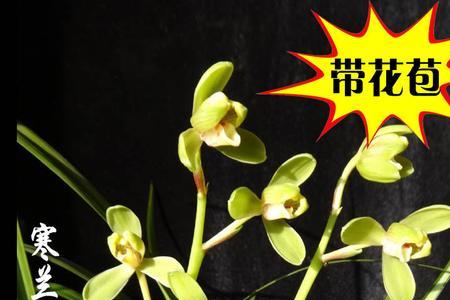 寒香梅属于什么兰花
