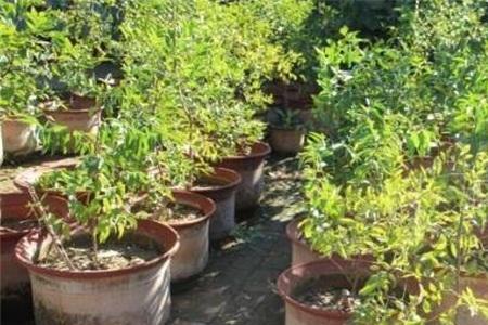 盆栽枣树的花盆侧面用打眼吗