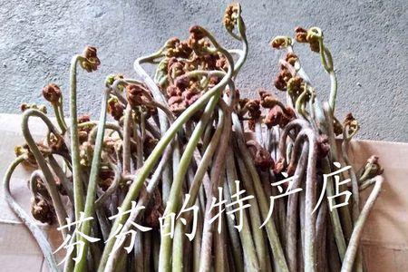 广州哪里有野蕨菜