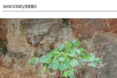 红藤山乌龟繁殖方法
