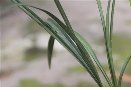 什么是兰花水节