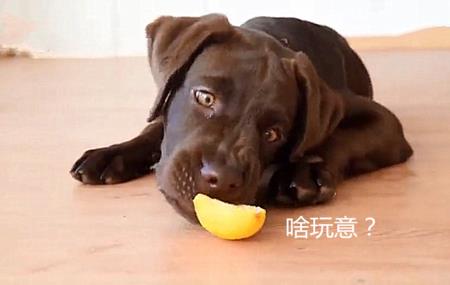 爱吃酸的动物