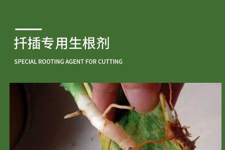 果树生根剂正确使用方法