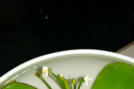 无根一叶莲的养殖方法