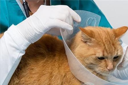 猫咪绝育后吃什么