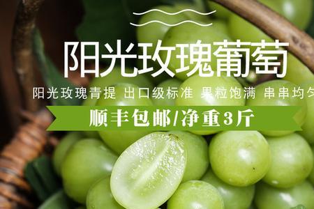 5bb阳光玫瑰河南可以种吗