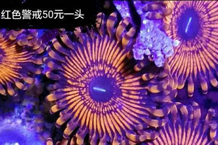红单苞珊瑚和红宝石花的区别