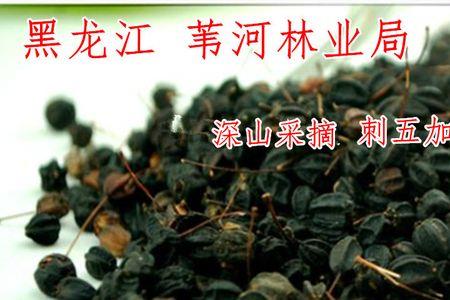 刺五加籽和刺五加的区别