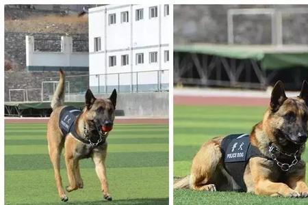警犬技术专业毕业后干什么