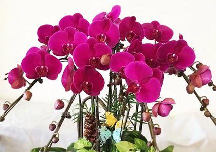 蝴蝶兰全部用花生壳养吗
