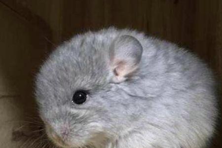 100元龙猫 能安稳到家吗