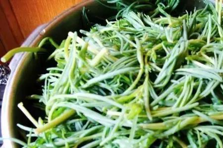 想吃野菜是什么意思