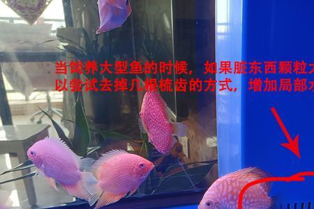鱼缸内壁发粘发黄的如何解决