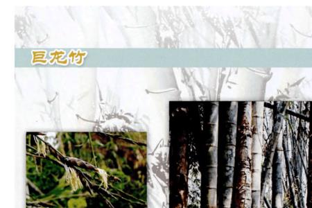 福建漳州适合种巨龙竹吗