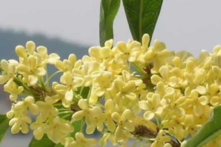 桂花树怎么留种