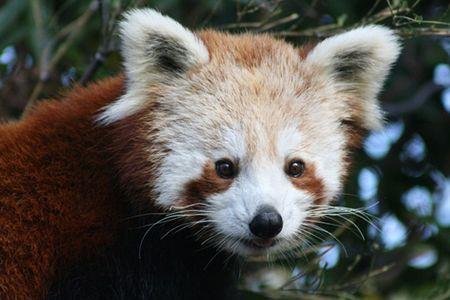 红科介绍
