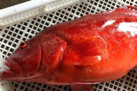 海中斑是什么鱼