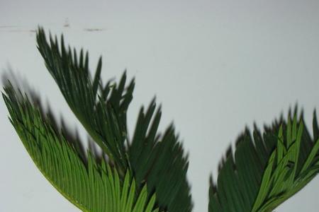 铁树高温40度要天天浇水吗