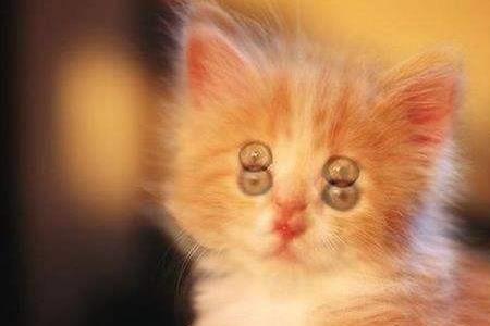 猫咪一只眼睛看人是什么意思