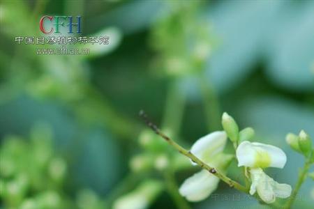 茵陈是槐米吗