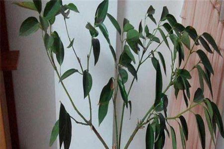 平安树催芽方法