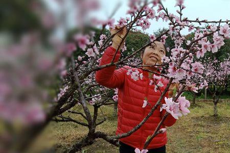 阳春三月桃花艳下半句