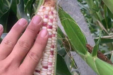 鲁甜糯191玉米种