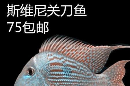 斯威尼关刀养几条比较好