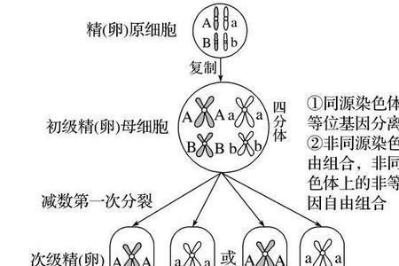 交叉互换配子的比例如何计算