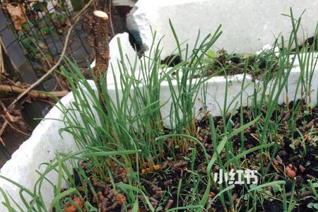 木头箱子种植韭菜方法