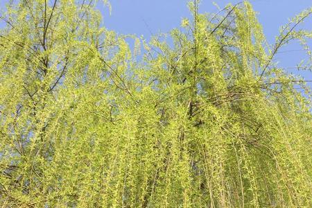 柳树什么节气发芽