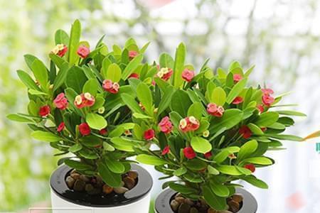 虎刺梅为什么八月份不开花了