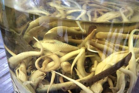 给别人下蛊毒对自己有什么好