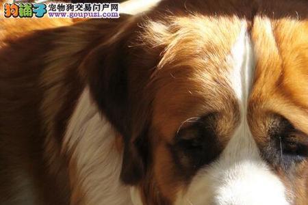 圣伯纳犬三个月能长多大