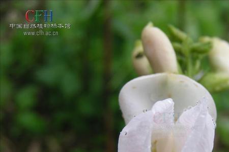 为什么白玉豆有苦味