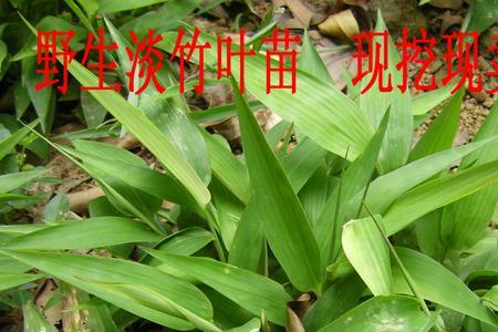 种植淡竹叶怕霜冻吗