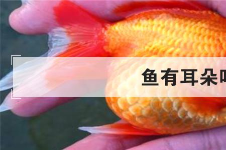 鱼料冻耳分几种