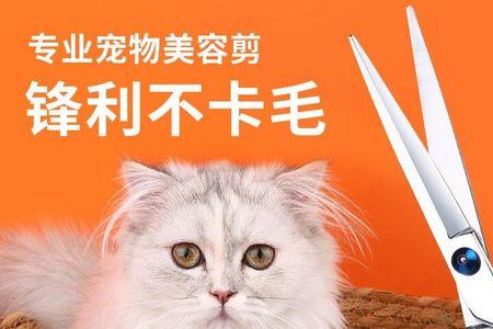 用什么剪刀给泰迪剪毛