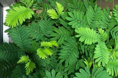 含羞草代表数字几