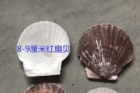 贝壳怎么加热