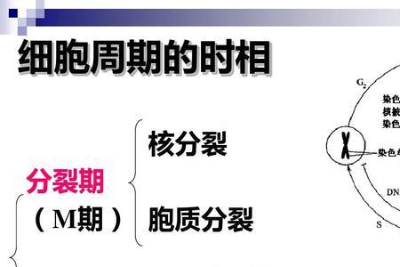分类和分裂读音