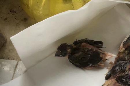 鸟是不是都有嗉囊