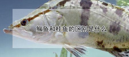 鳜鱼大小怎么区分