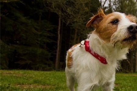 罗素梗犬为什么拔毛