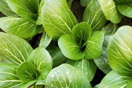 上海青油菜秋播种植时间和方法